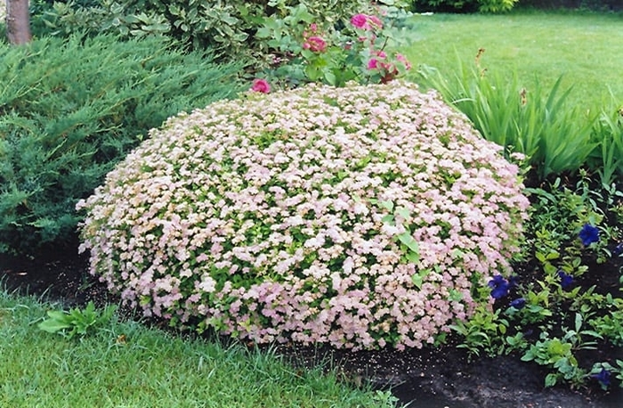 Little Princess Spirea - Spiraea japonica 'Little Princess' from R&D Wholesale Nursery