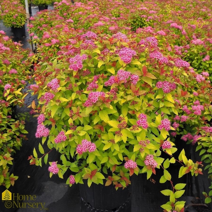 Magic Carpet Spirea - SPIRAEA japonica 'Magic Carpet' from R&D Wholesale Nursery