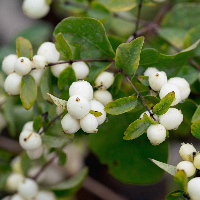Common Snowberry - Symphoricarpos albus laevigatus from R&D Wholesale Nursery