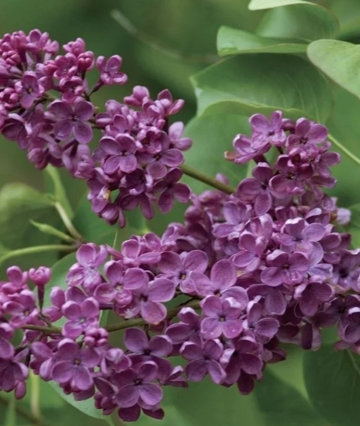 Ludwig Spaeth Lilac - Syringa vulgaris from R&D Wholesale Nursery