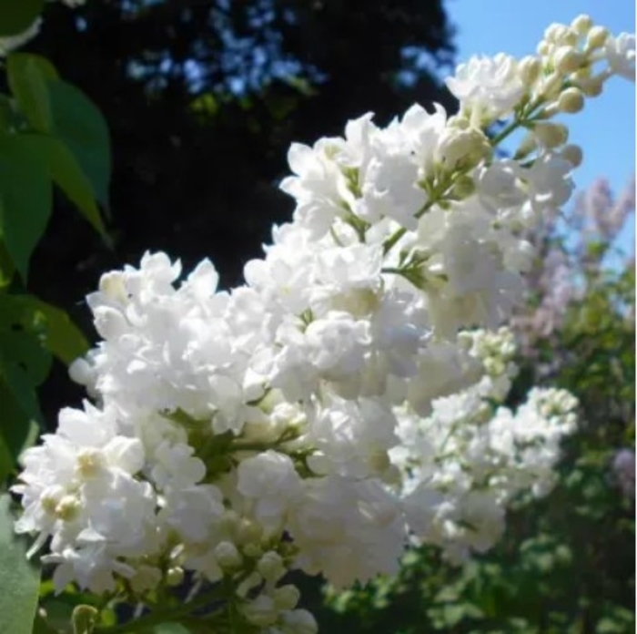 Ellen Wilmot White Lilac - Syringa vulgaris 'Ellen Willmot' from R&D Wholesale Nursery