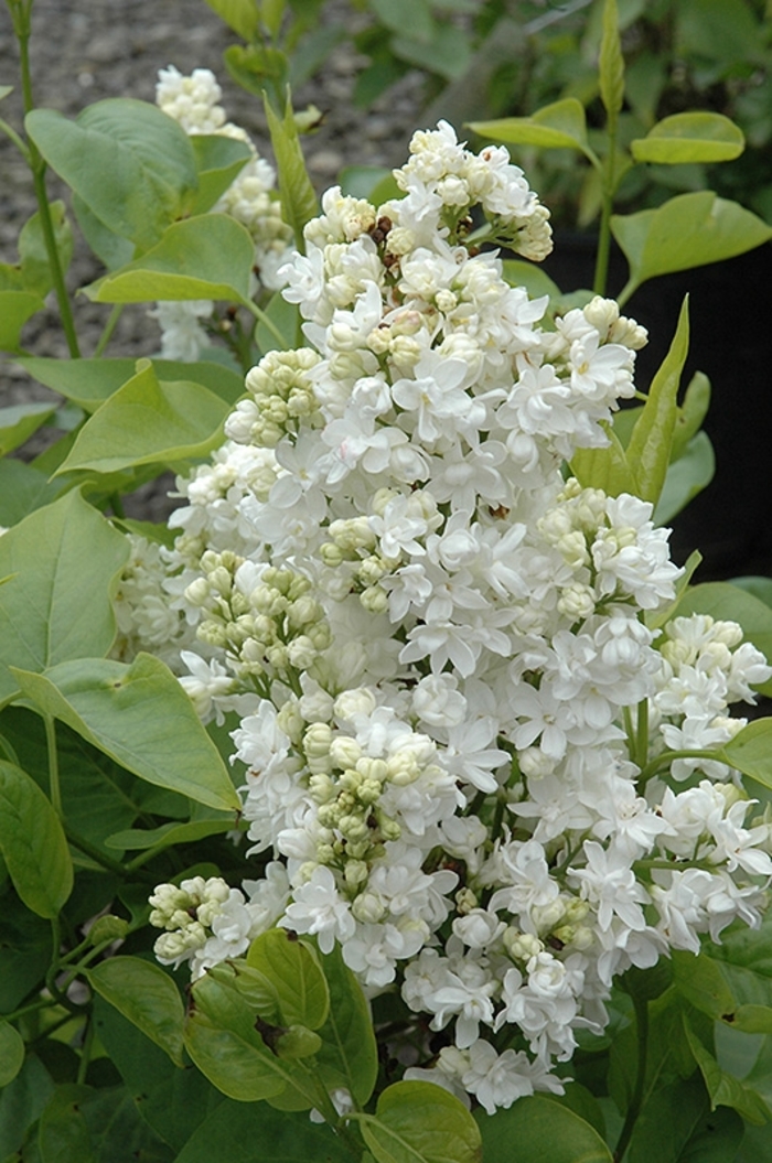 Madame Lemone Lilac - Syringa vulgaris 'Mme. Lemoine' from R&D Wholesale Nursery