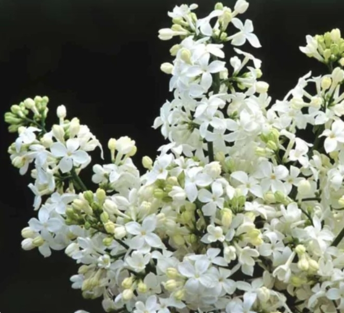 Mount Baker Lilac - Syringa x hyacinthiflora 'Mount Baker' (Lilac) from R&D Wholesale Nursery