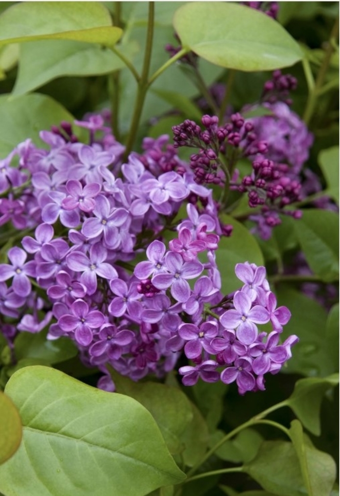 Pocahontas Lilac - Syringa x hyacinthiflora 'Pocahontas' from R&D Wholesale Nursery