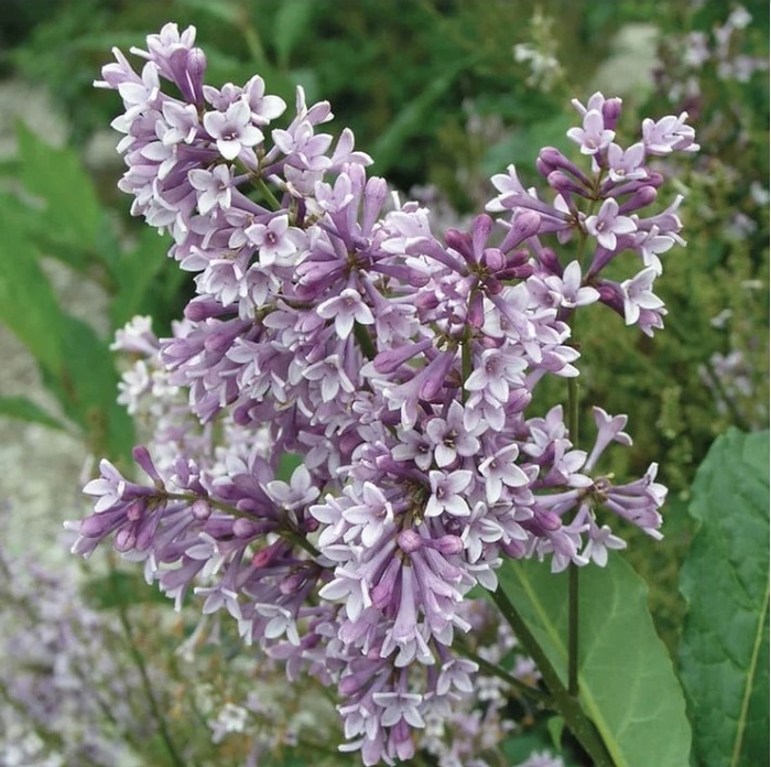 Donald Wyman Lilac - Syringa x prestoniae 'Donald Wyman' from R&D Wholesale Nursery