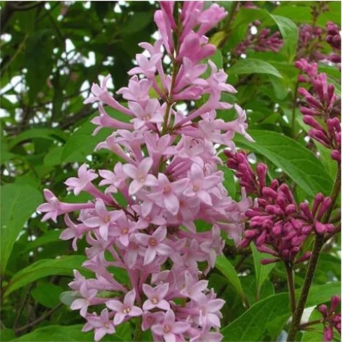 James Macfarlane Lilac - Syringa x prestoniae 'James MacFarlane' from R&D Wholesale Nursery