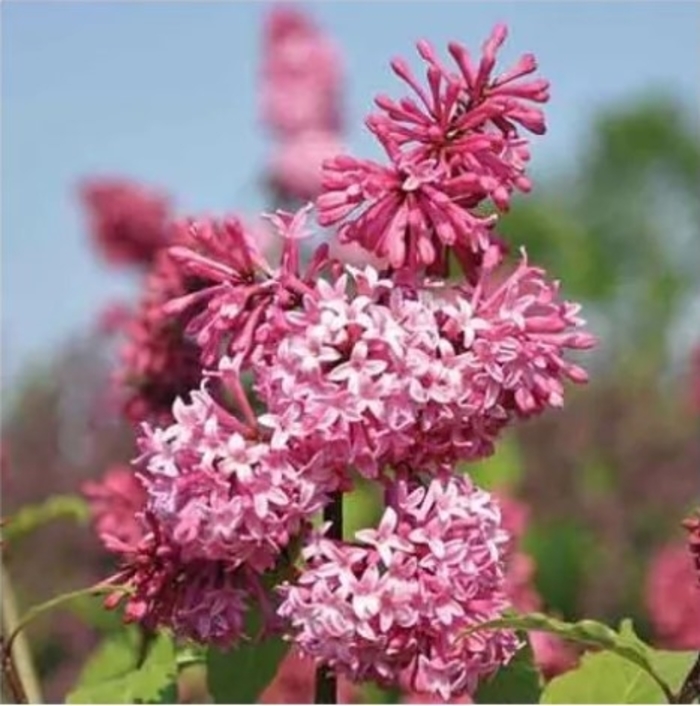 Miss Canada Lilac - Syringa x prestoniae 'Miss Canada' from R&D Wholesale Nursery