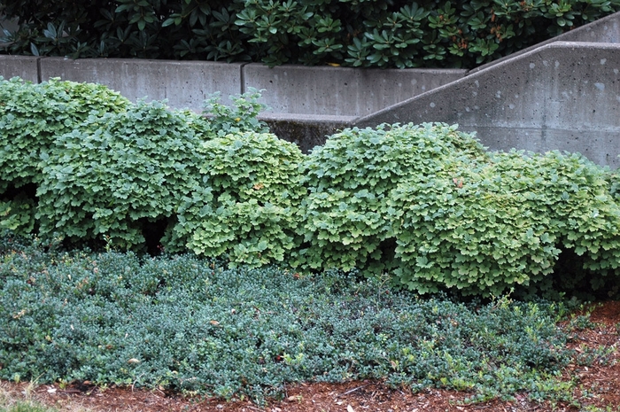 Dwarf European Cranberry Bush - Viburnum opulus 'Nanum' from R&D Wholesale Nursery