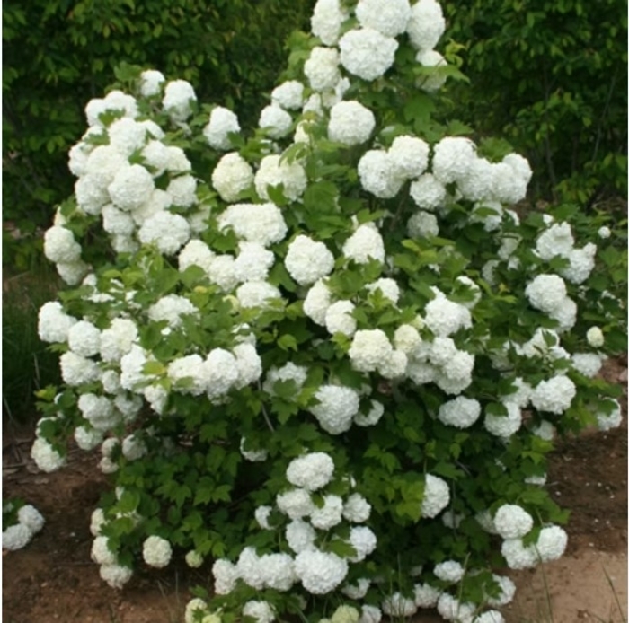 European Snowball Bush - Viburnum opulus 'Roseum' from R&D Wholesale Nursery