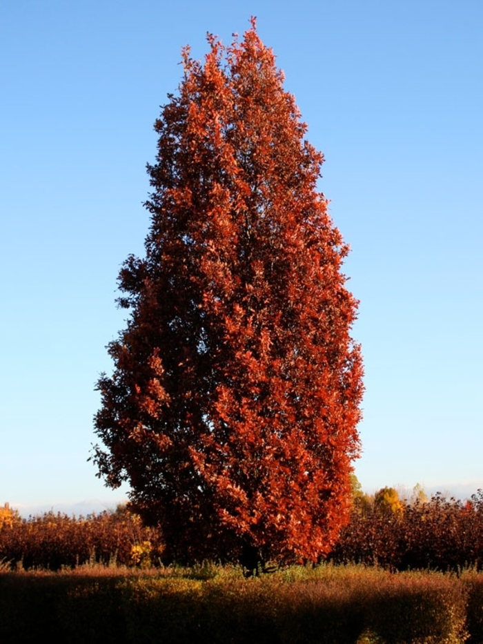 Crimson Spire ™ Oak - Quercus x bimundorum 'Crimschmidt' from R&D Wholesale Nursery