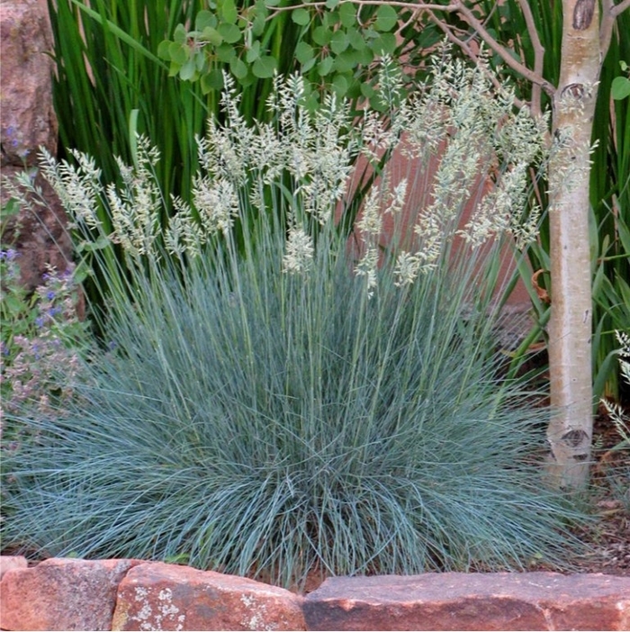 'Siskiyou Blue' Idaho Blue Fescue - Festuca idahoensis from R&D Wholesale Nursery