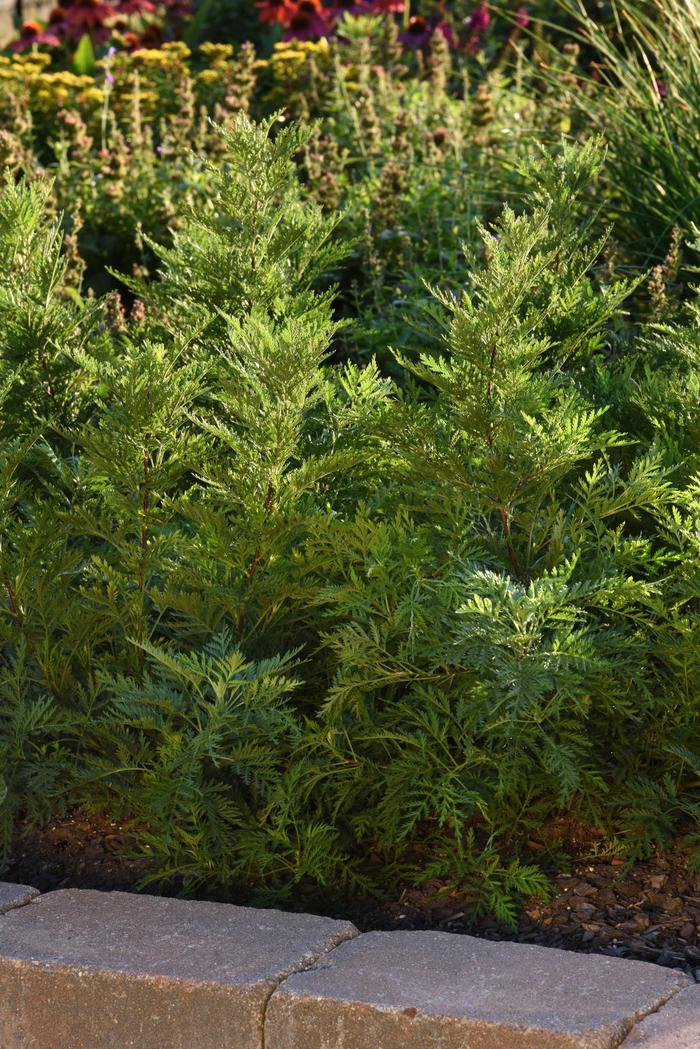 SunFern™ Olympia - Artemisia gmelinii from R&D Wholesale Nursery