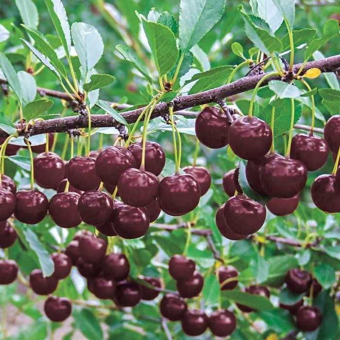 Romeo and Juliet Dwarf Cherry Bush - Prunus fruticosa x Prunus cerasus 'Big Red' PPAF from R&D Wholesale Nursery