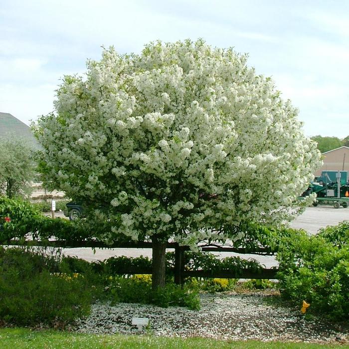 Lollipop&reg; Crabapple - Malus 'Lollizam' from R&D Wholesale Nursery