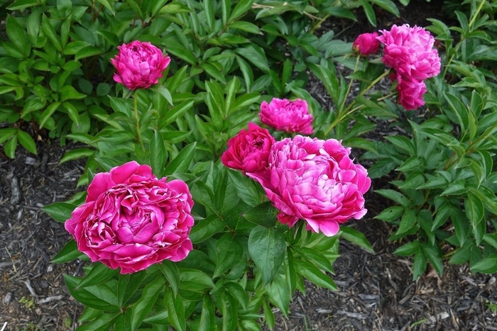 Wilford Johnson - Paeonia ‘Wilford Johnson’ from R&D Wholesale Nursery