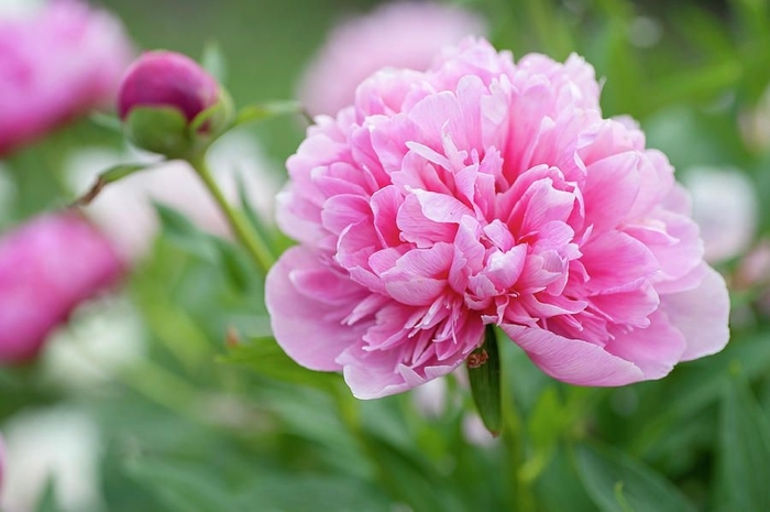 Rosea Plena Peony - Paeonia Rosea Plena from R&D Wholesale Nursery