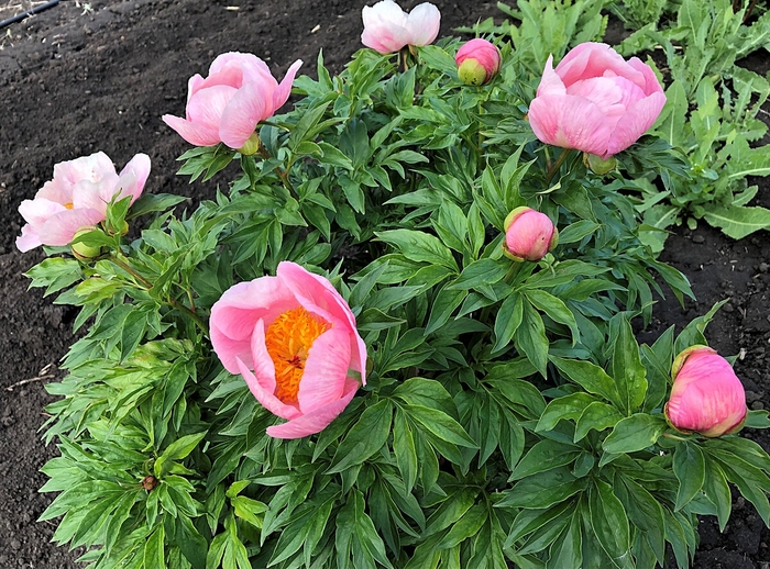 Roselette Peony - Paeonia ‘Roselette’ from R&D Wholesale Nursery