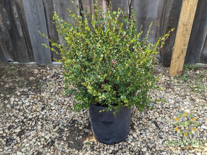 Dwarf Arctic Birch - Betula nana from R&D Wholesale Nursery