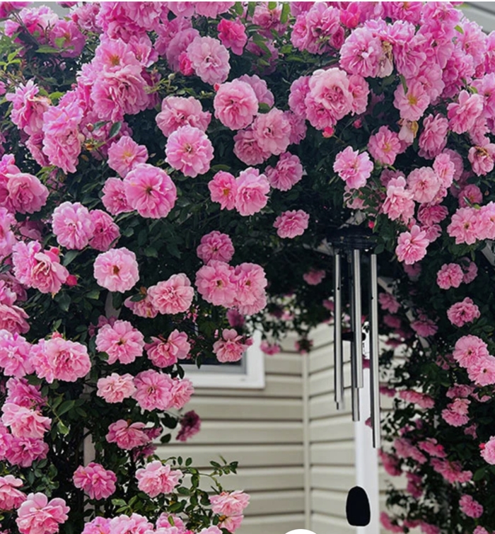 John Davis Climbing Rose - Rosa from R&D Wholesale Nursery