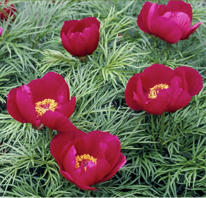 Fern Leaf Peony - Paeonia tenuifolia from R&D Wholesale Nursery