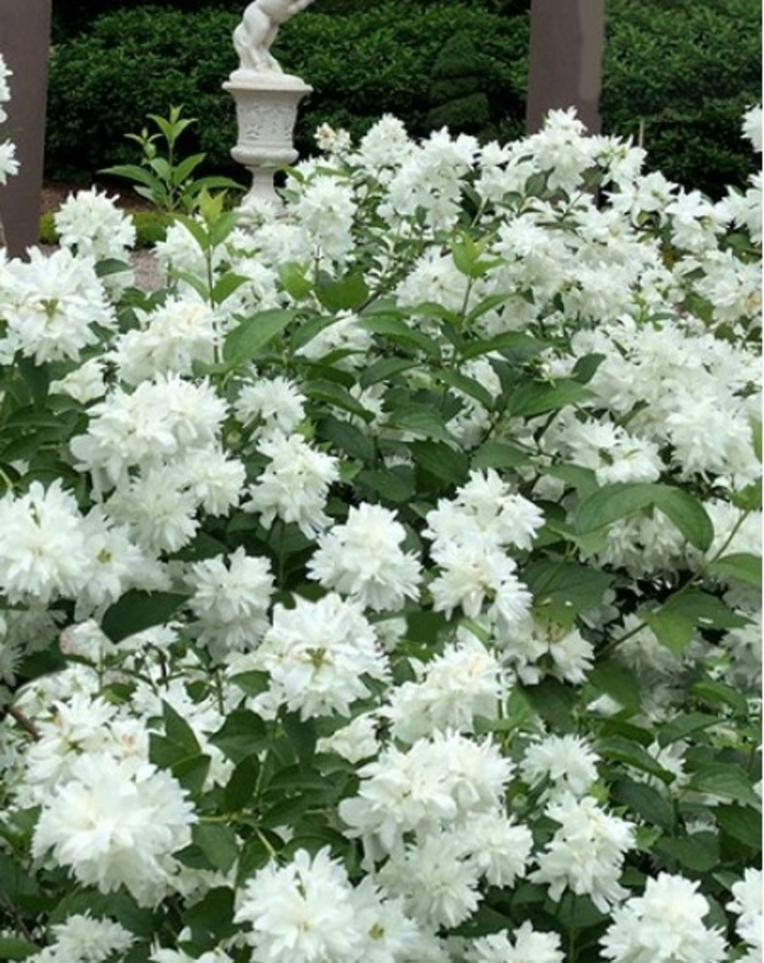 Minnesota Snowflake Mockorange - Philadelphus 'Minnesota Snowflake' from R&D Wholesale Nursery
