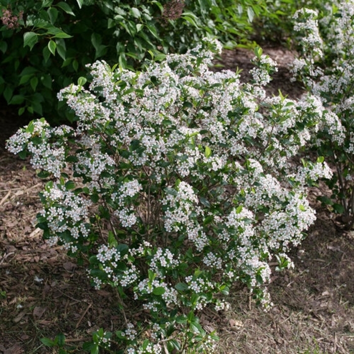 Low Scape Snowfire Chokeberry - Aronia melanocarpa 'Low Scape Snowfire' from R&D Wholesale Nursery