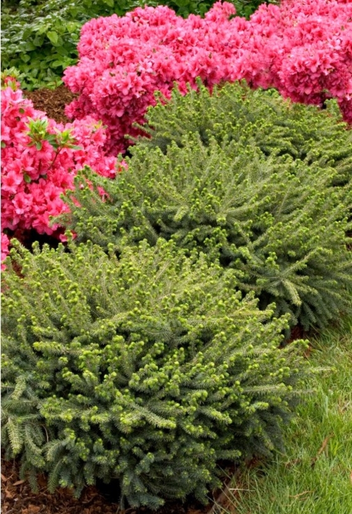 Dwarf Black Spruce - Picea mariana 'Nana.' from R&D Wholesale Nursery