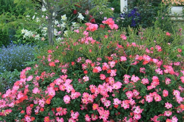 Pink Drift Rose - Rosa meijoces 'Pink Drift' from R&D Wholesale Nursery