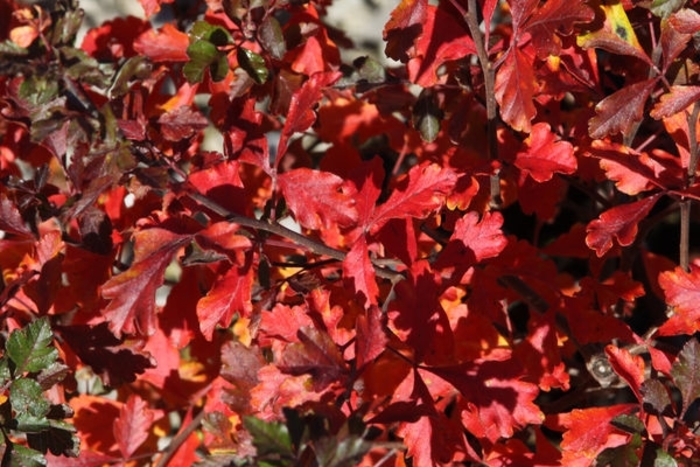 Lacette™ Fragrant Sumac - Rhus aromatica from R&D Wholesale Nursery