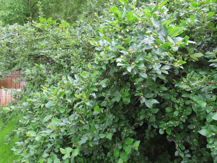 Peking cotoneaster - Cotoneaster acutifolius ''Peking'' from R&D Wholesale Nursery