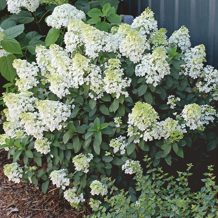 Bobo® - Hydrangea paniculata from R&D Wholesale Nursery