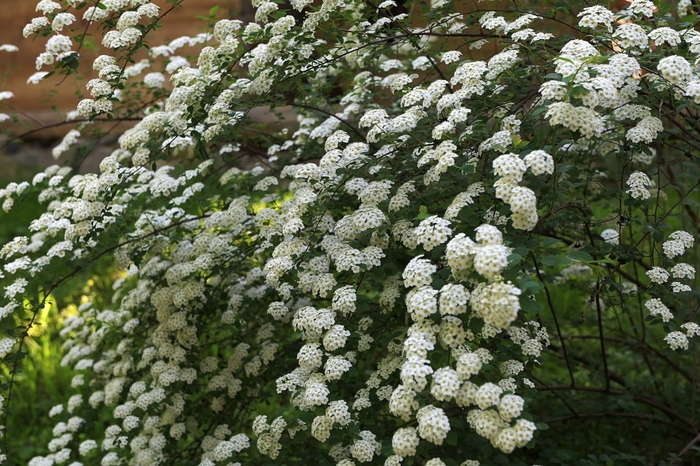 Bridal Wreath Spiraea - Spiraea prunifolia from R&D Wholesale Nursery