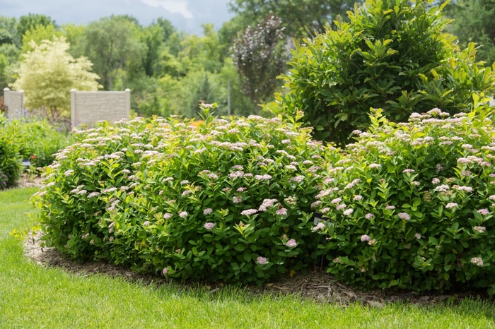 Pink Sparkler Birchleaf Spirea - Spiraea betulifolia 'CourlspI01' from R&D Wholesale Nursery