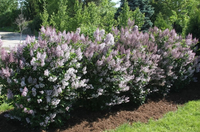 Violet Uprising Manchurian Lilac - Syringa patula 'Violet Uprising' from R&D Wholesale Nursery