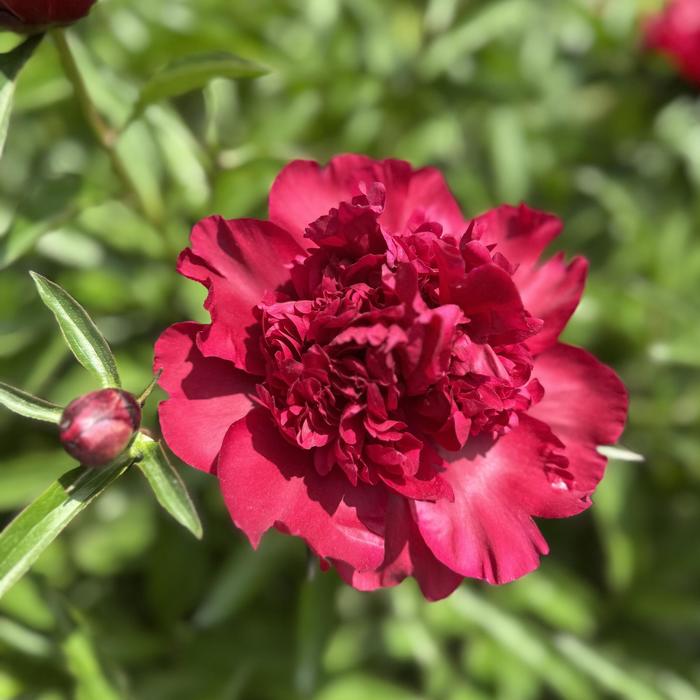 'Adolphe Rousseau' Peony - Paeonia lactiflora from R&D Wholesale Nursery