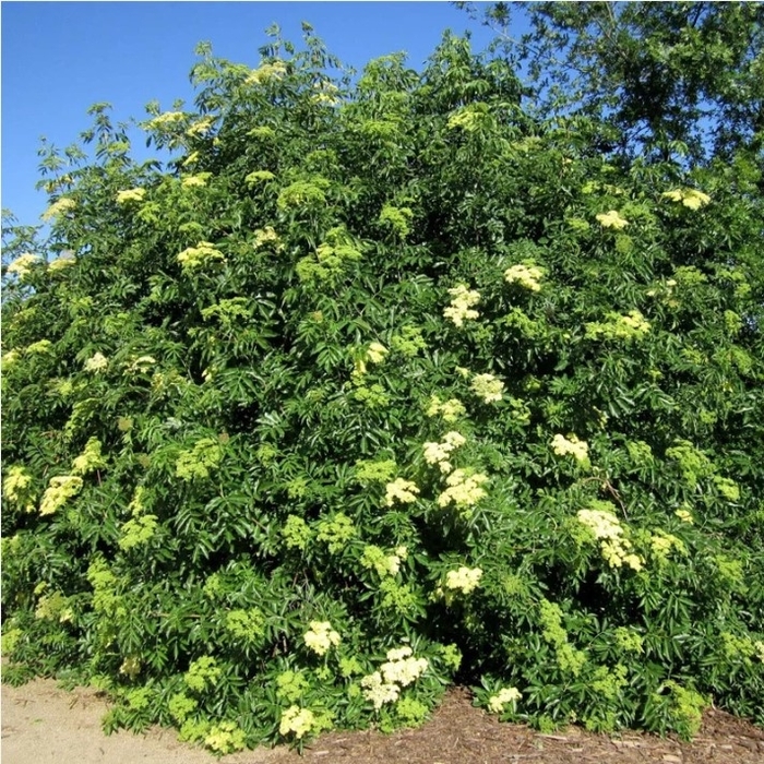 Blue Elderberry - Sambucus caerulea from R&D Wholesale Nursery