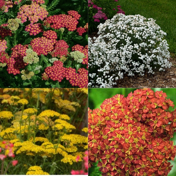 Assorted Yarrow - Achillea from R&D Wholesale Nursery