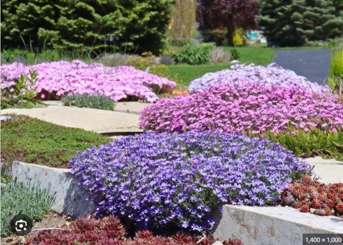 Assorted Creeping Phlox - Phlox subulata from R&D Wholesale Nursery