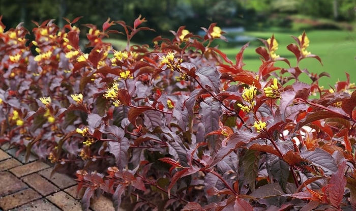 Nightglow Bush Honeysuckle - Diervilla splendens 'El Madrigal' from R&D Wholesale Nursery