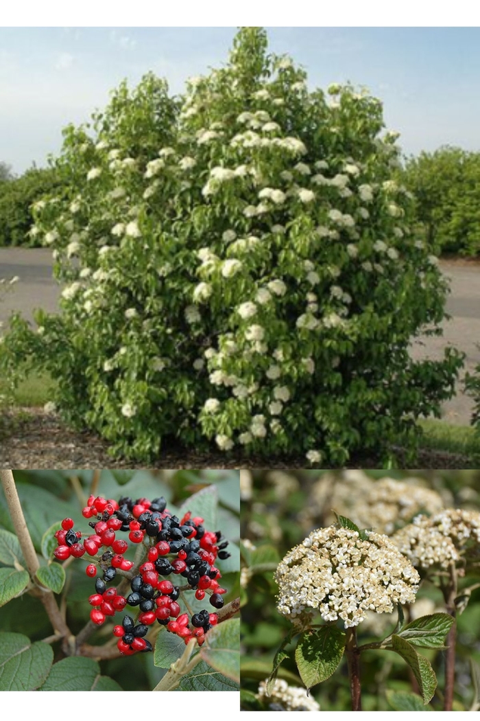 Mohican Viburnum - Viburnum lantana from R&D Wholesale Nursery