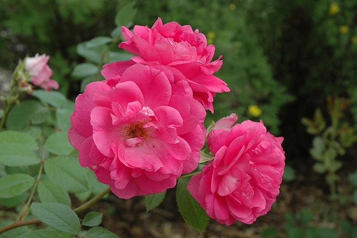 Morden Centennial Rose - Rosa from R&D Wholesale Nursery