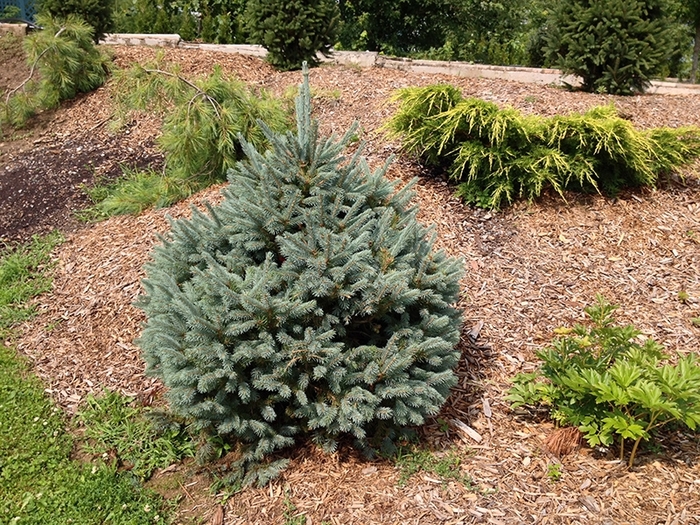 Dwarf Engleman Spruce - Picea engelmannii from R&D Wholesale Nursery