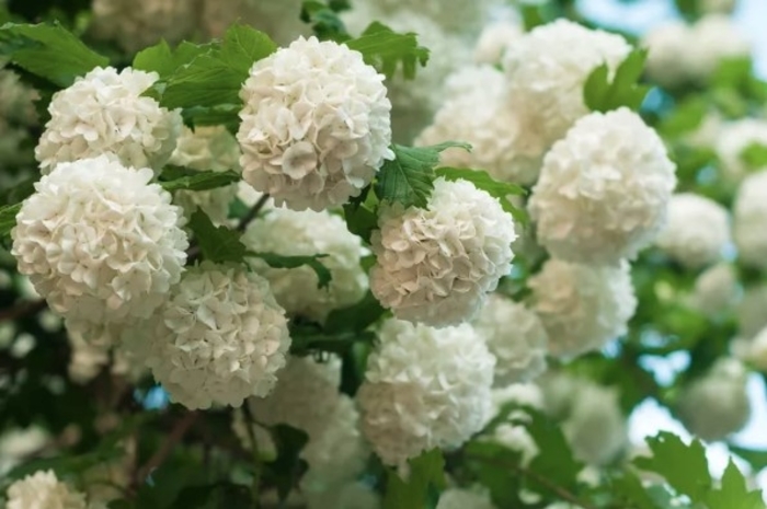 Snowball Viburnum Tree Form - Viburnum opulus 'Roseum TF' from R&D Wholesale Nursery