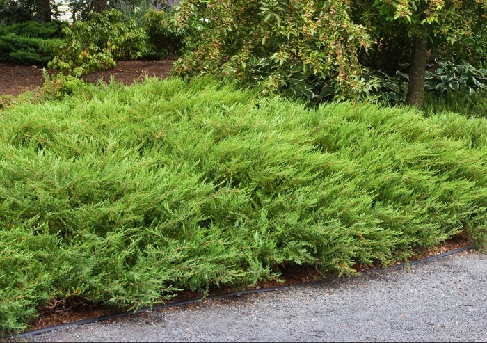 Alpine Carpet Juniper - Juniperus communis 'Mondap' from R&D Wholesale Nursery