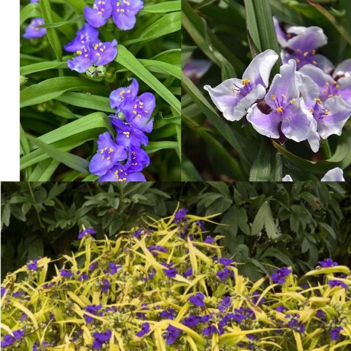 Assorted Spiderwort - Tradescantia virginiana 'Assorted' from R&D Wholesale Nursery