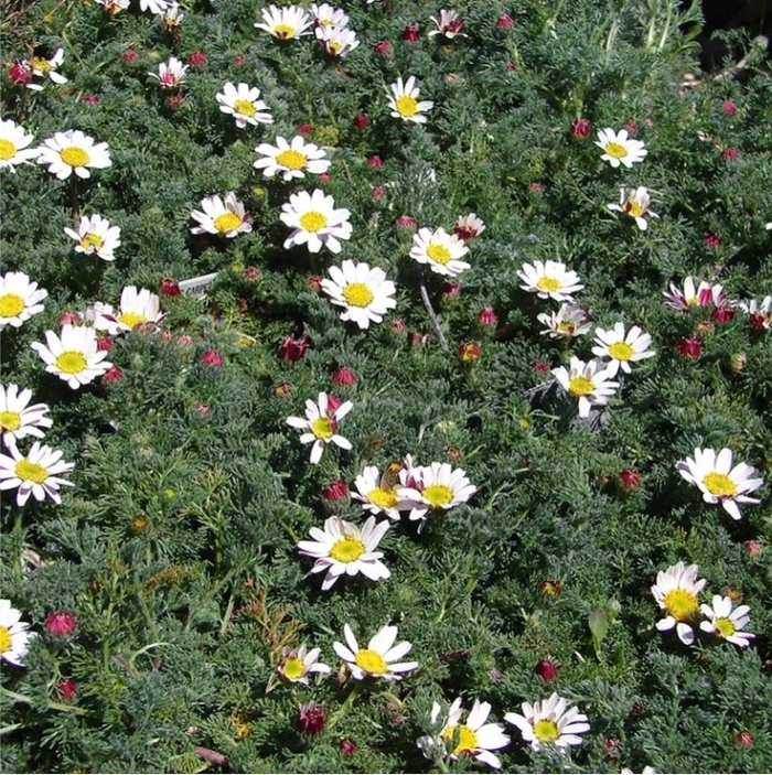Spring Carpet Mount Atlas Daisy - Anacyclus depressus from R&D Wholesale Nursery