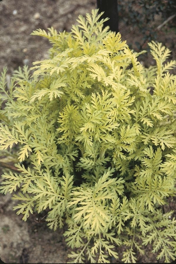 Gold Leaf Tansy - Tanacetum vulgare from R&D Wholesale Nursery