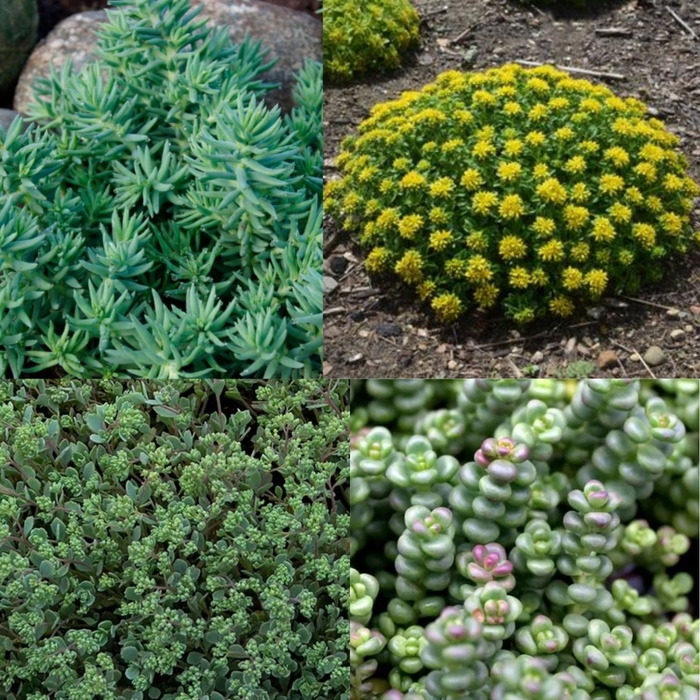 Assorted Groundcover Stonecrop - Sedum from R&D Wholesale Nursery
