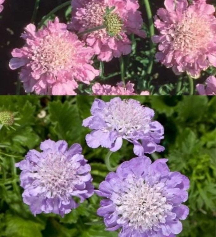 Assorted Pincushion Flower - Scabiosa from R&D Wholesale Nursery