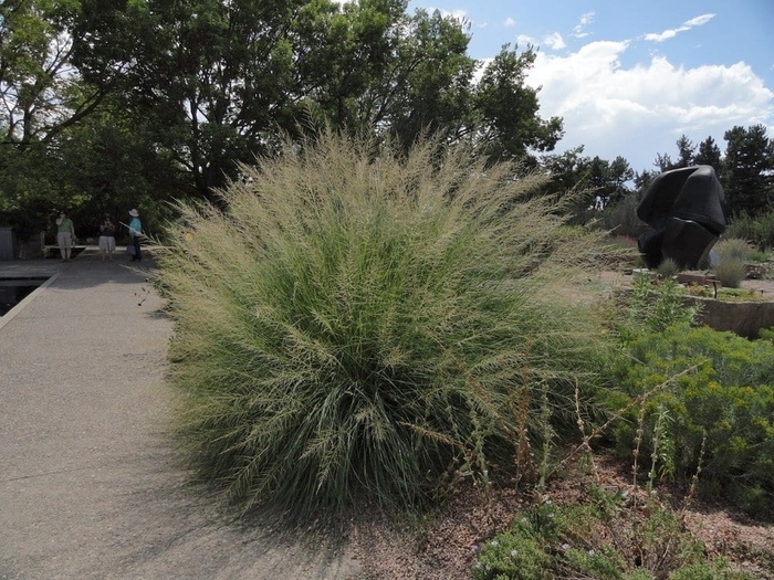 Giant Sacaton - Sporobolus wrightii from R&D Wholesale Nursery